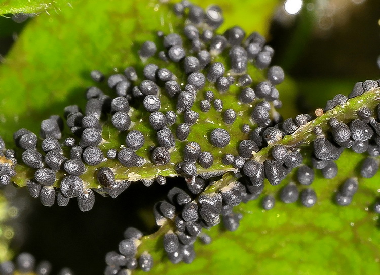 Physarum sp. ?